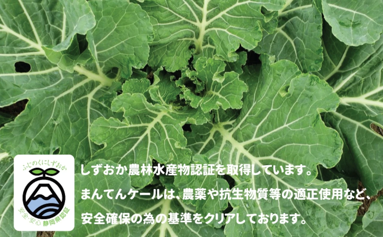 ケールパウダー - 画像6