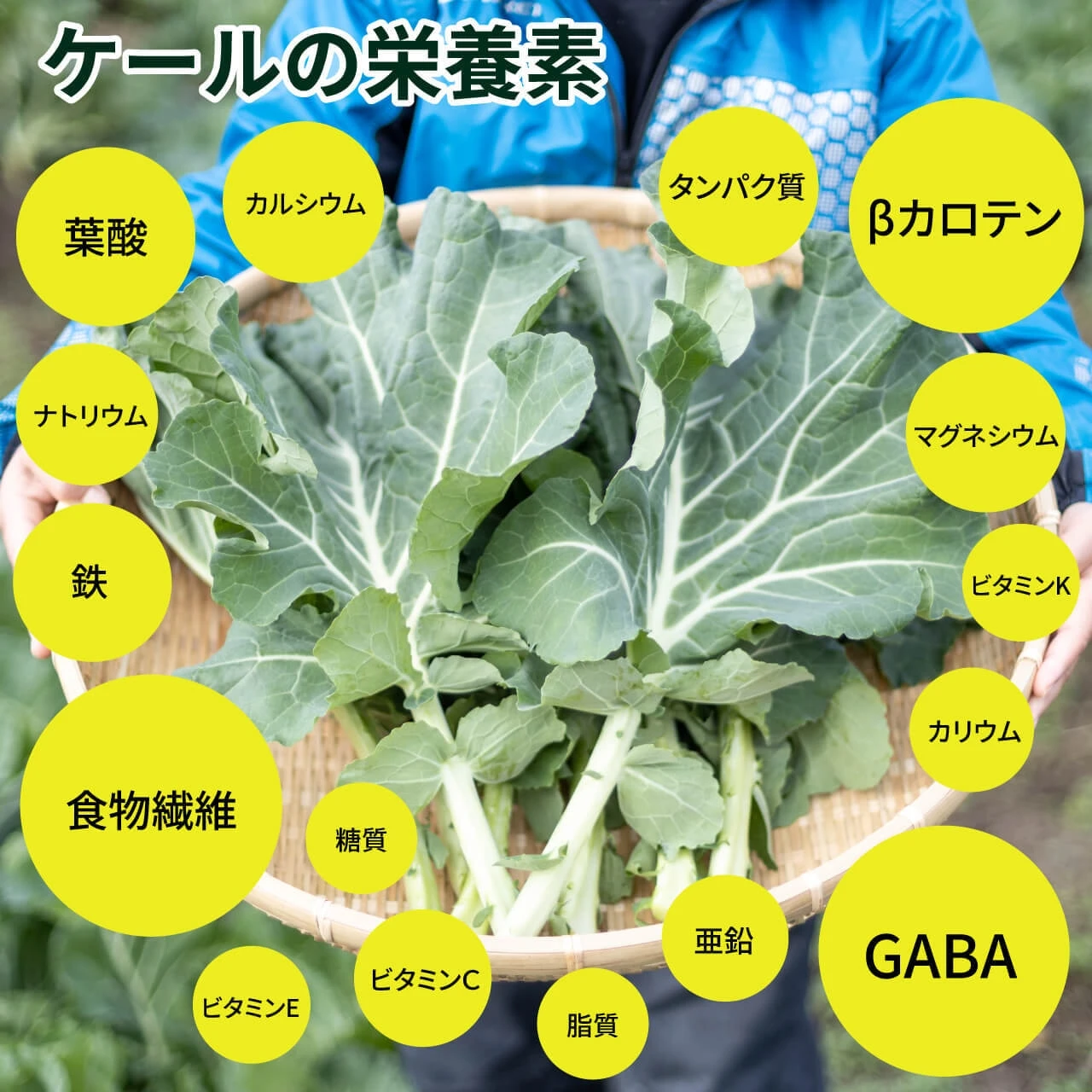 ケールパウダー - 画像3
