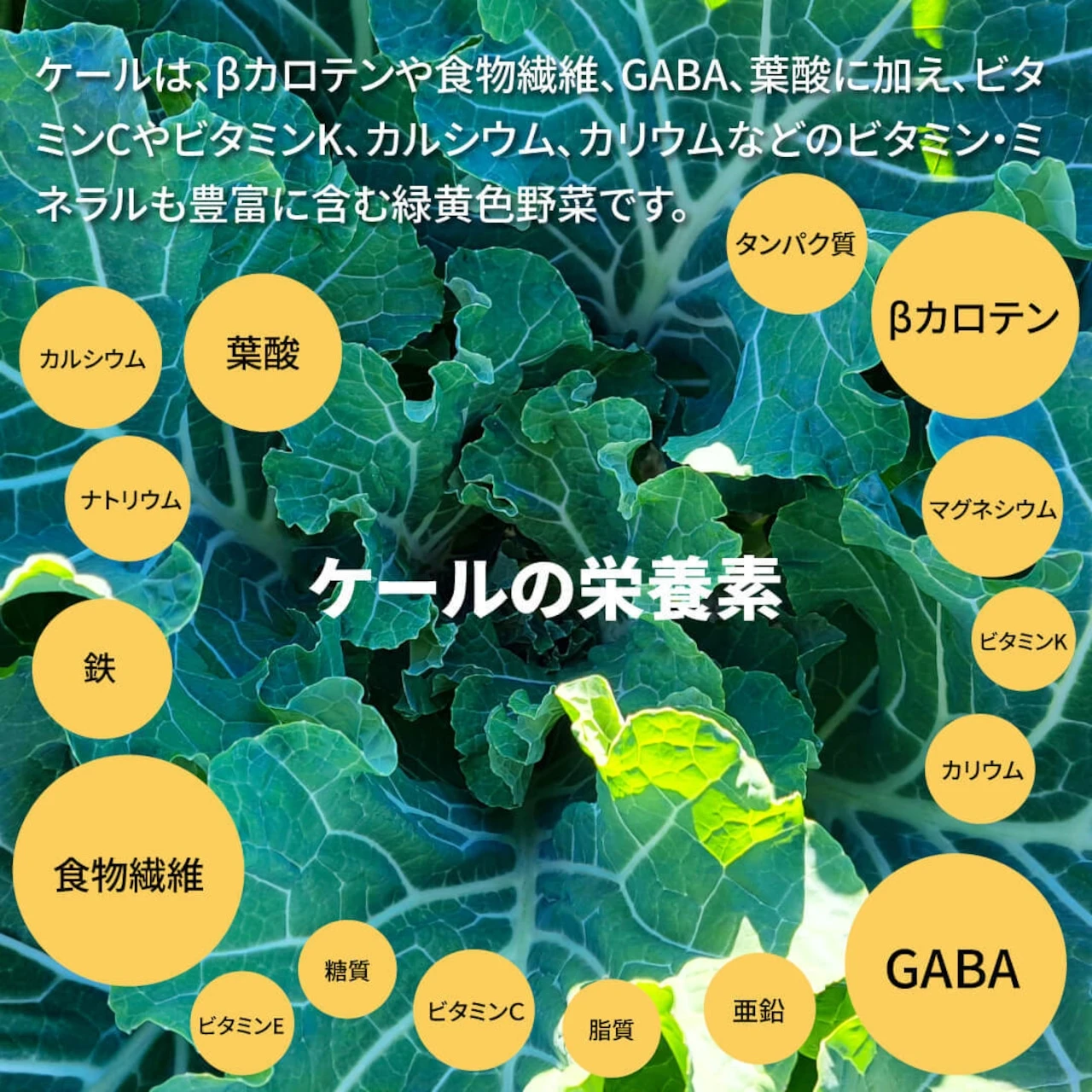 おいしいケールのオイル漬け - 画像5